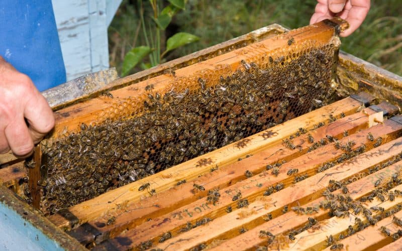 A Beginner's Guide to Keeping Beehives in Your Backyard