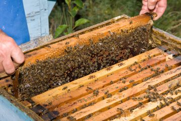 Backyard Beekeeping