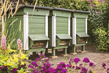 urban beekeeping