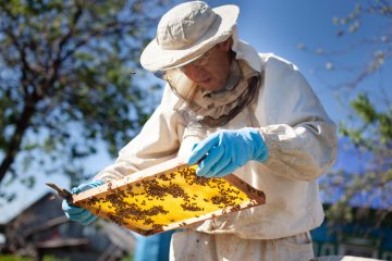 start beekeeping with our guide to the basics to becoming a beekeeper