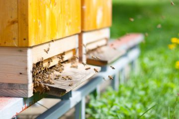 types of bee hives