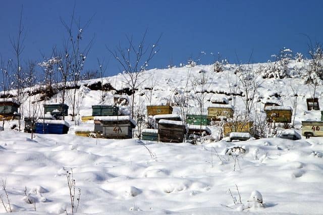 Beekeeping-in-Winter