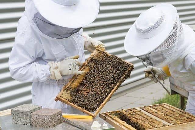 What is Beekeeping