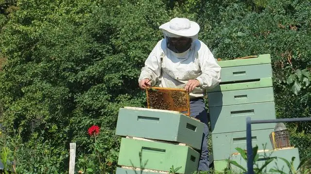 costs of beekeeping - costs of becoming a beekeeper