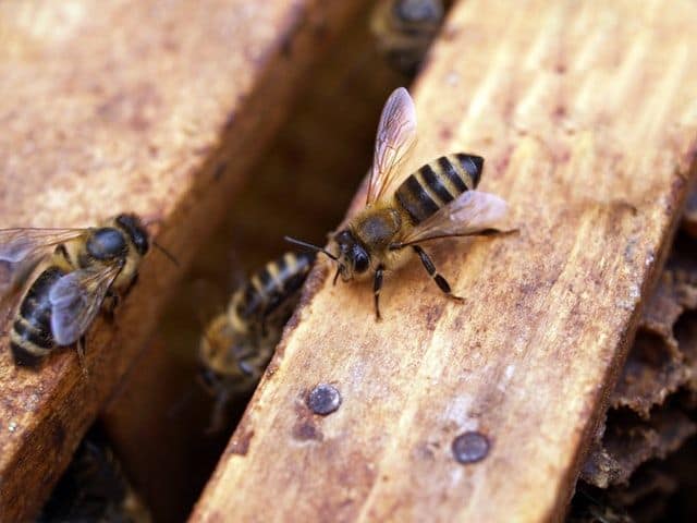 Bee Smokers for Your Bee Hive