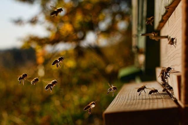 How does a bee hive work