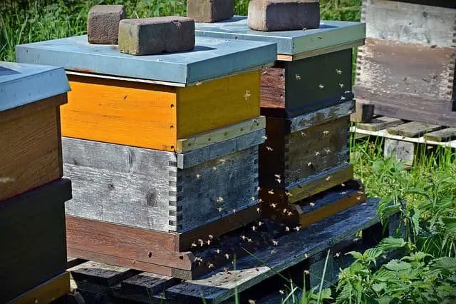 How to start a bee hive : A step by step guide