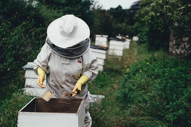How to start a bee hive without buying bees