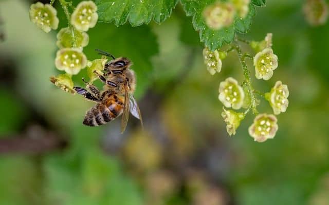 how to start a beehive in your backyard