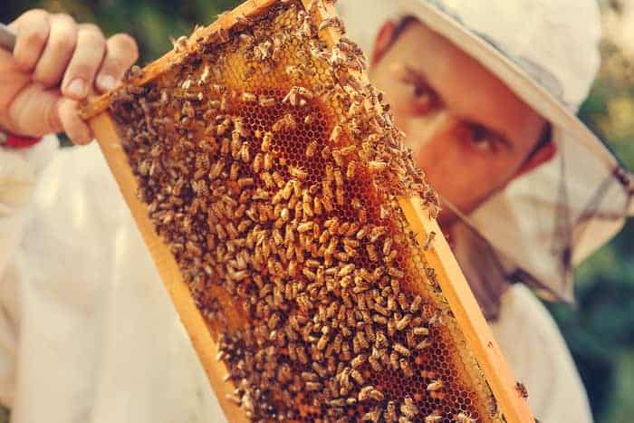 How To Raise Honey Bees | The Ultimate Guide