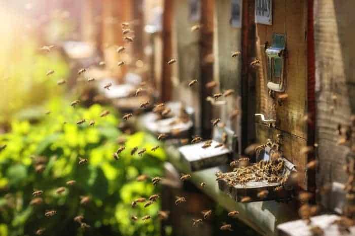 Raising Honey Bees | Benefits of Raising Honey Bees