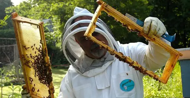 Top 6 Best Bee Hives For Sale 2020 Review Buyer S Guide Ebeehq