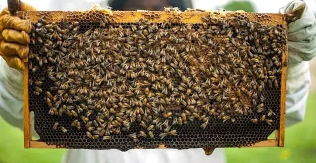 Top 12 Best Beehive Beekeeping Starter Kits 2020 Review Ebeehq