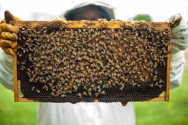 Best Beekeeping Starter Kits