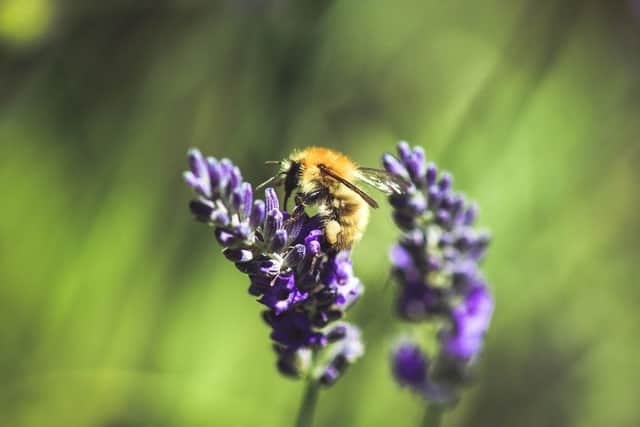 How to attract mason bees - EbeeHQ