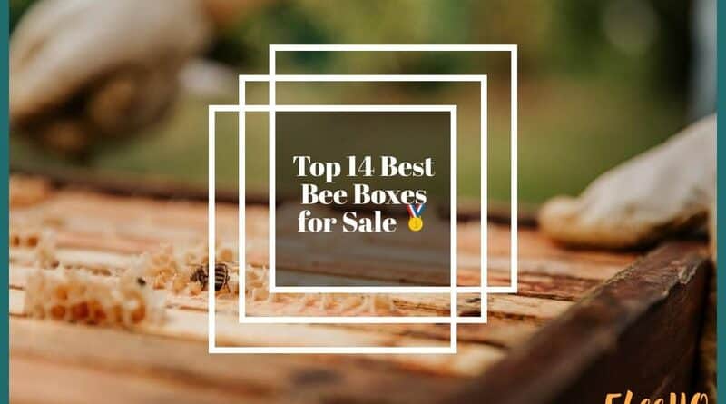 Best Bee Boxes for Sale